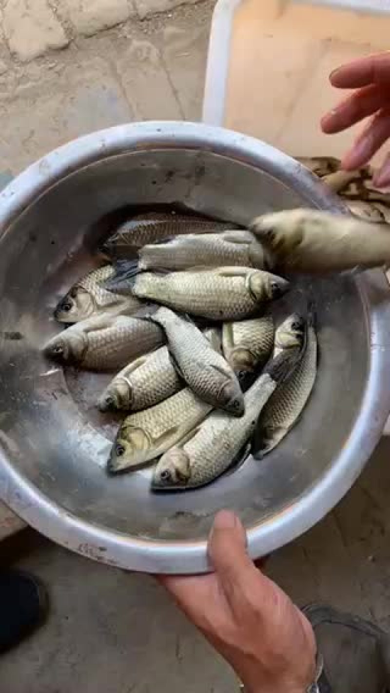 5-10条的中科三号鲫鱼，江都鲫鱼常州鲫鱼开始出售