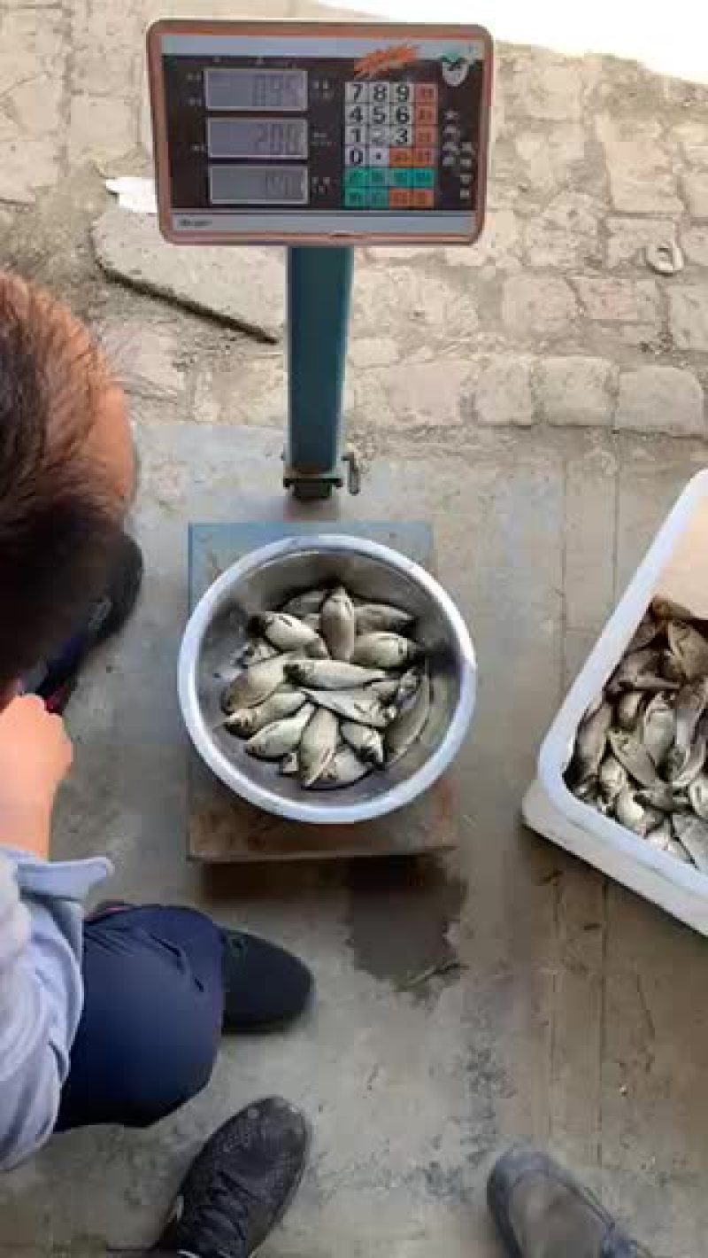5-10条的中科三号鲫鱼，江都鲫鱼常州鲫鱼开始出售