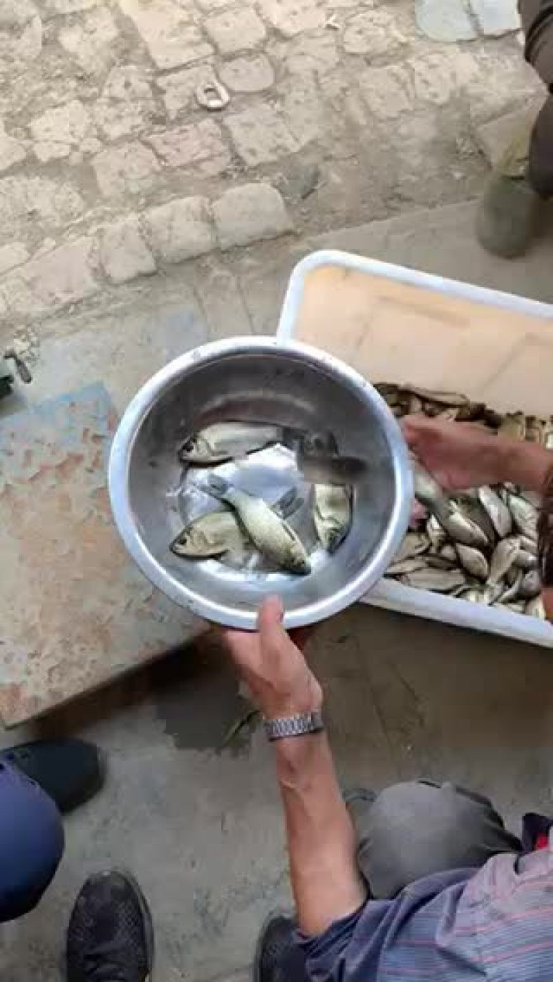 5-10条的中科三号鲫鱼，江都鲫鱼常州鲫鱼开始出售