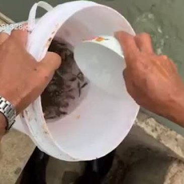 花鲢鱼鲫鱼大片开始出售