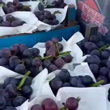 乒乓球葡萄