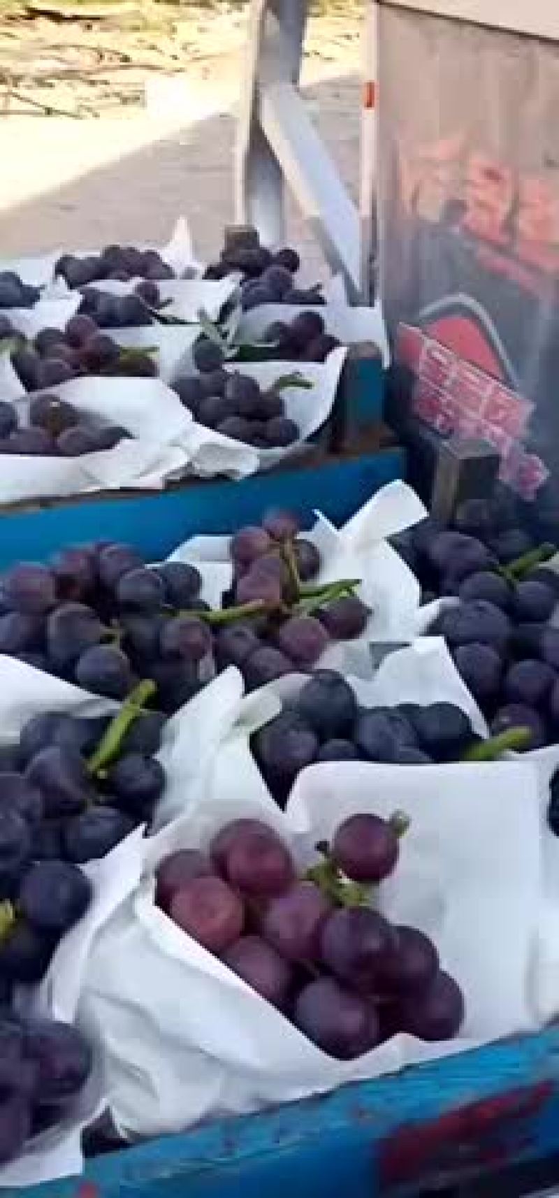 乒乓球葡萄