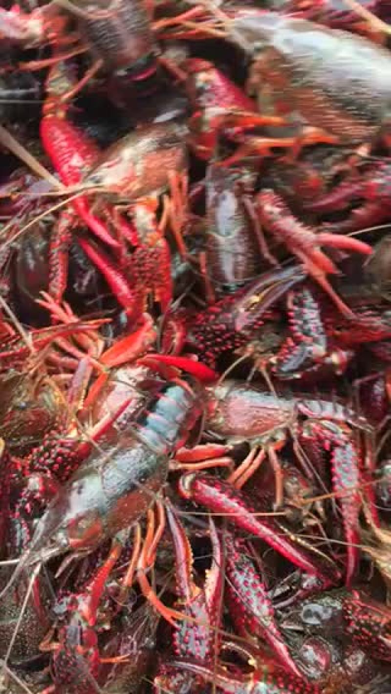 安徽蚌埠河水小龙虾