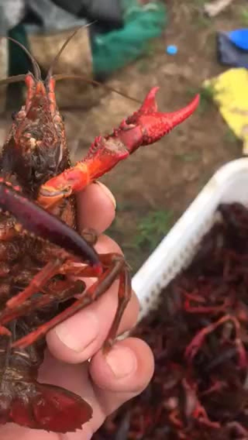 安徽蚌埠河水小龙虾
