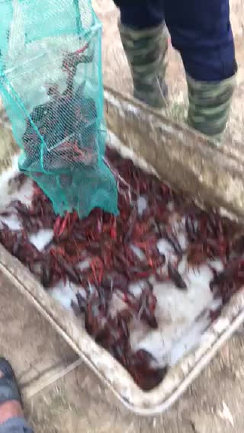 安徽龙虾养殖户