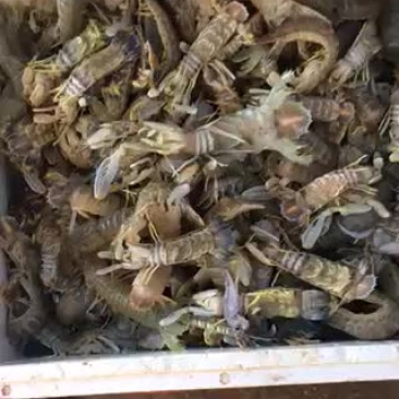 冰鲜皮皮虾