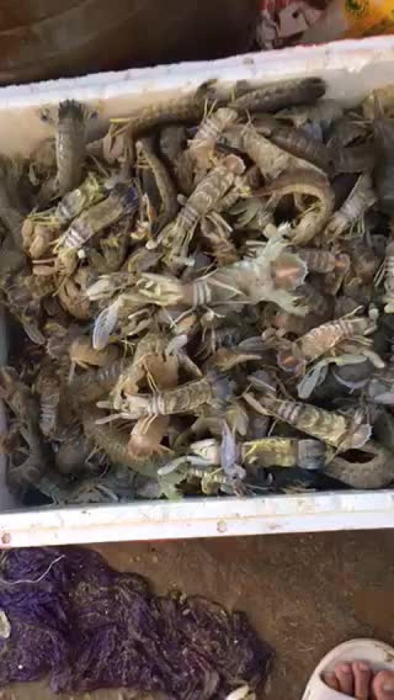 冰鲜皮皮虾