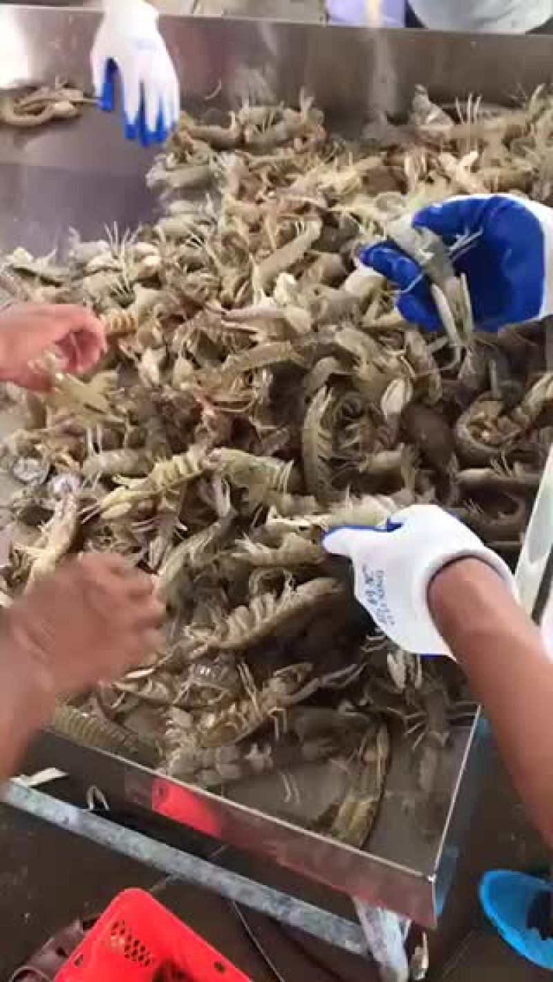 冰鲜皮皮虾