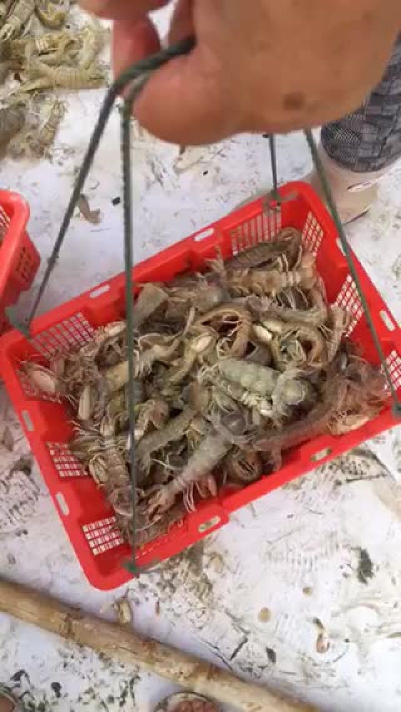 冰鲜皮皮虾
