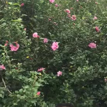 木槿花