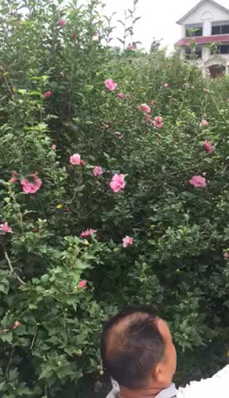 木槿花