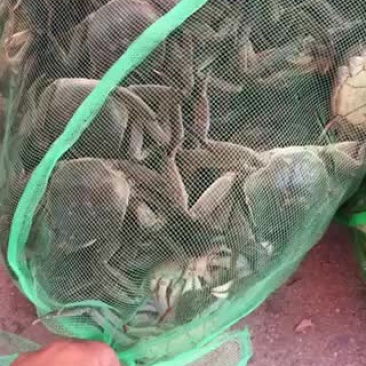 河蟹