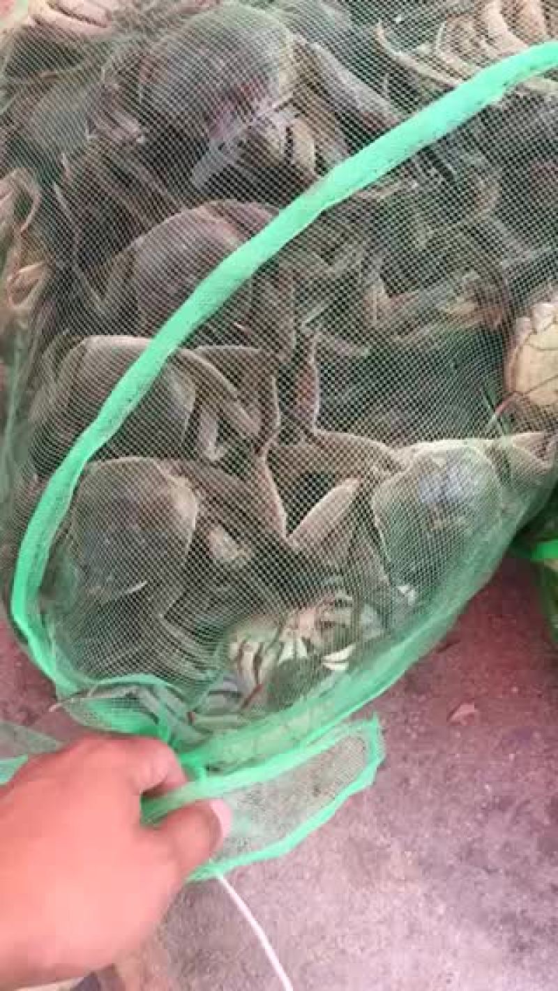 河蟹