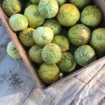 头茬八里乡