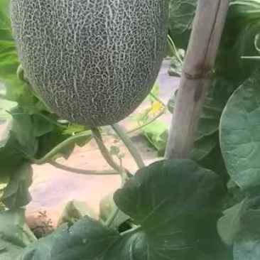 西周蜜