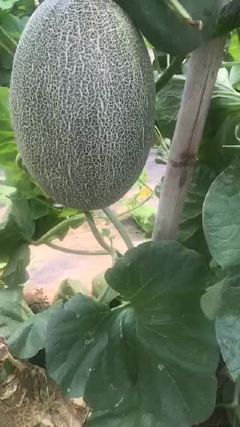 西周蜜