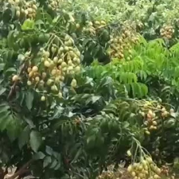 优质黄皮