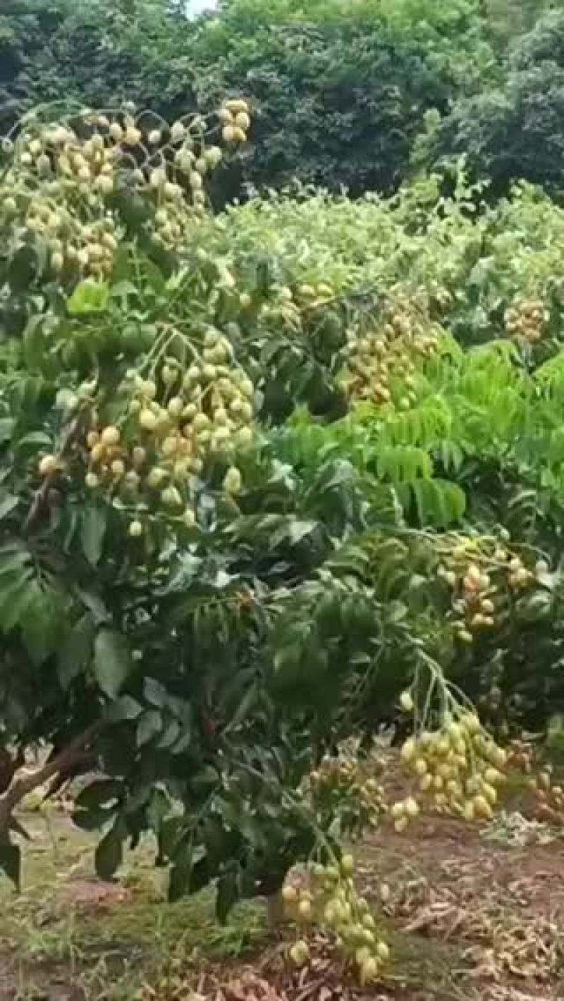 优质黄皮