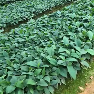 五指毛桃种苗
