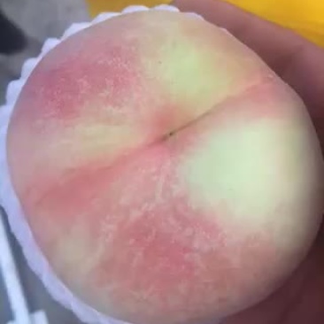 阳山水蜜桃产地直销量大从优