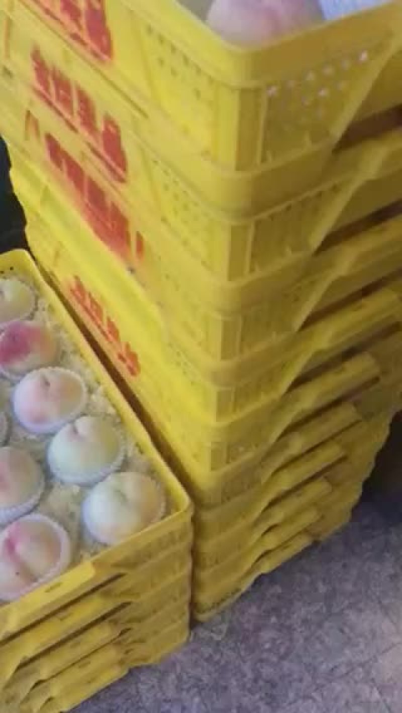 阳山水蜜桃产地直销量大从优