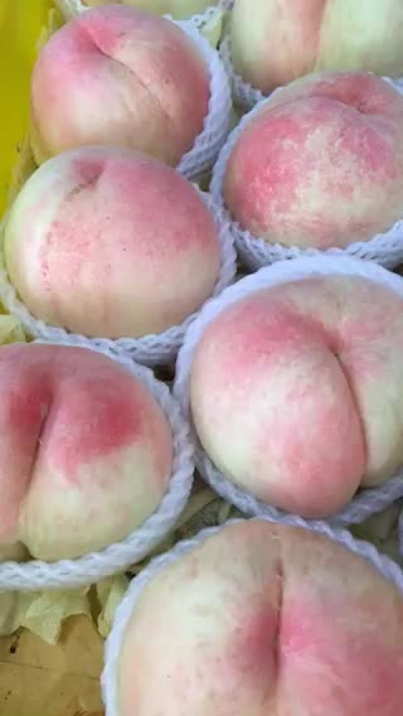 阳山水蜜桃产地直销量大从优