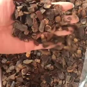 长白山无糖老红参皮片长白山