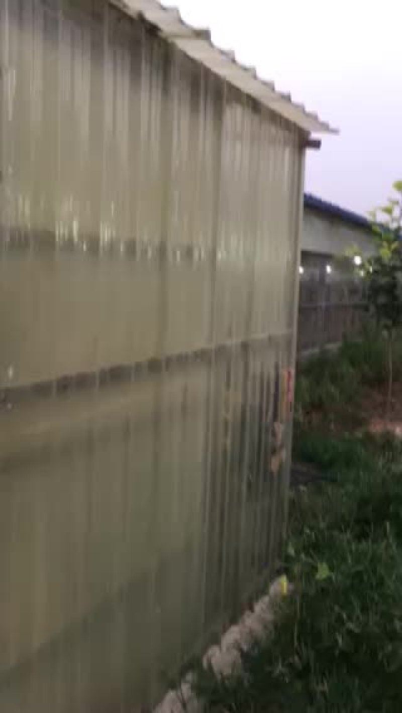 出售乳鸽，种鸽，纯粮新鲜鸽子蛋