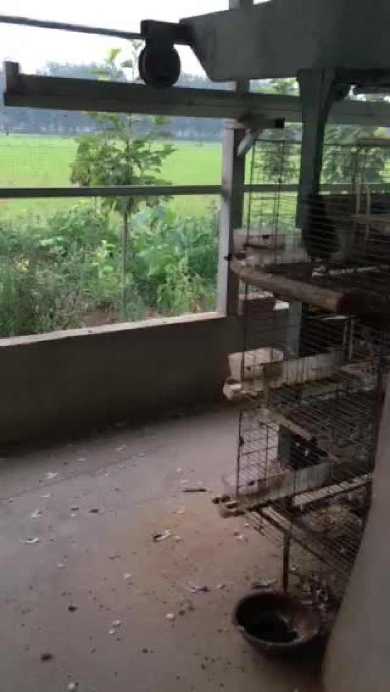 出售乳鸽，种鸽，纯粮新鲜鸽子蛋