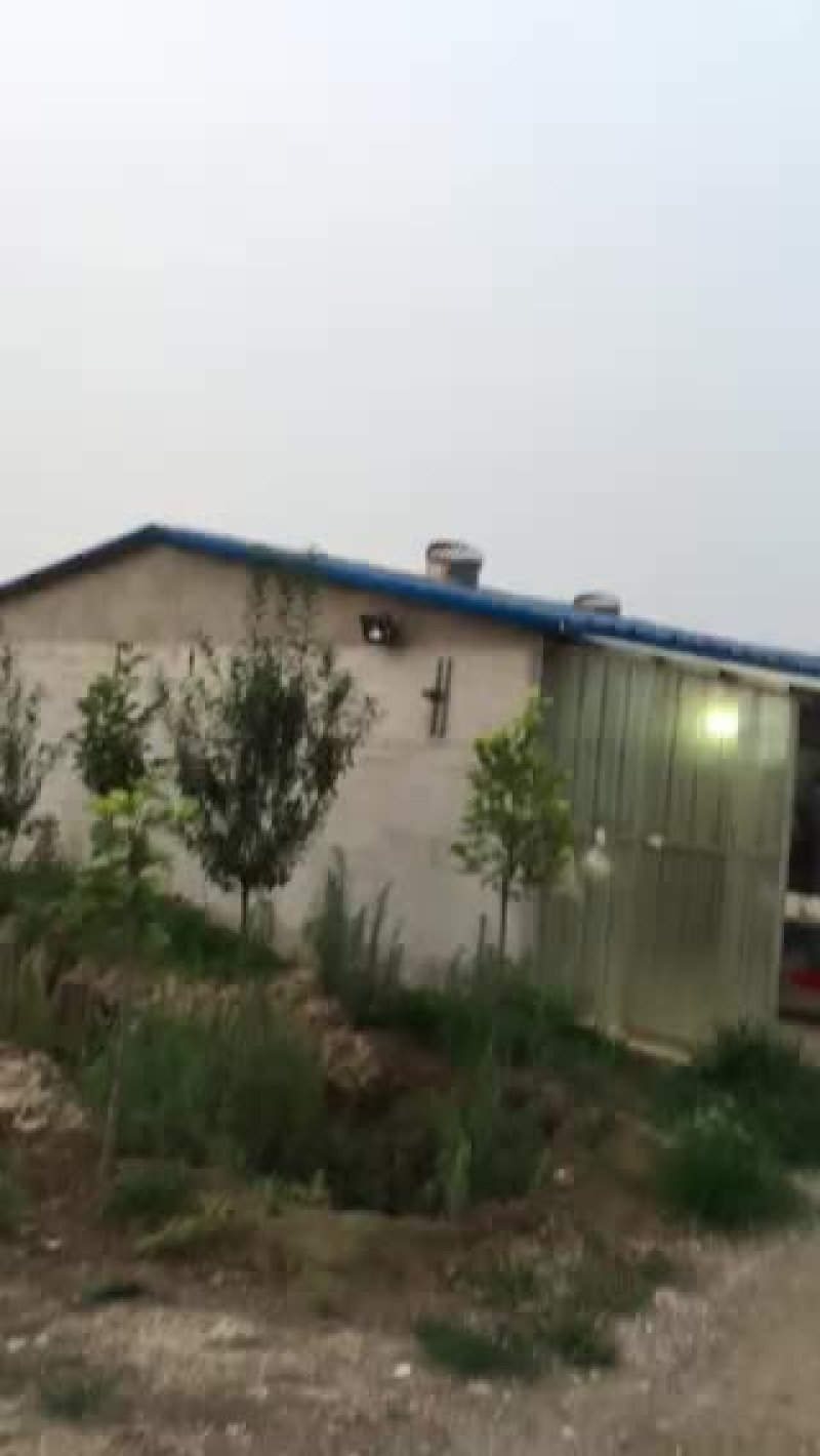 出售乳鸽，种鸽，纯粮新鲜鸽子蛋