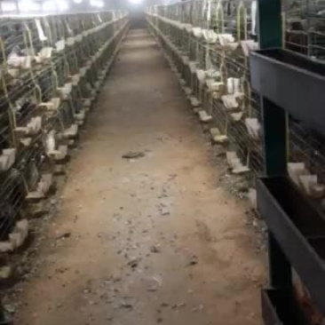 出售乳鸽，种鸽，纯粮新鲜鸽子蛋
