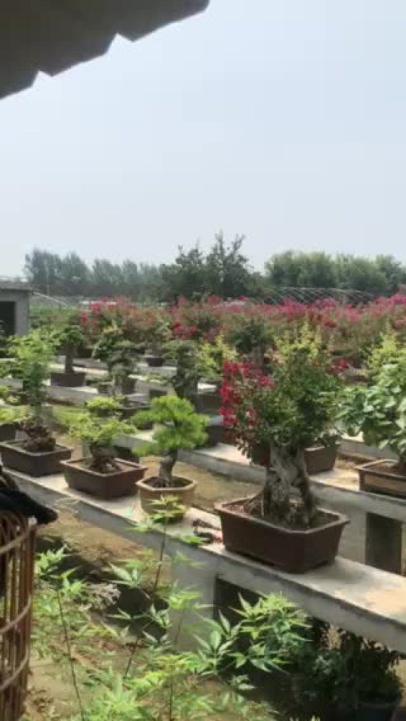 大园盆景，喜欢联系，百年老桩古桩紫薇大几百颗