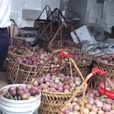 芙蓉李