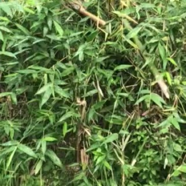小母鸡阉鸡大鸭公