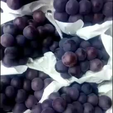 柏乡乒乓球，夏黑，上市啦