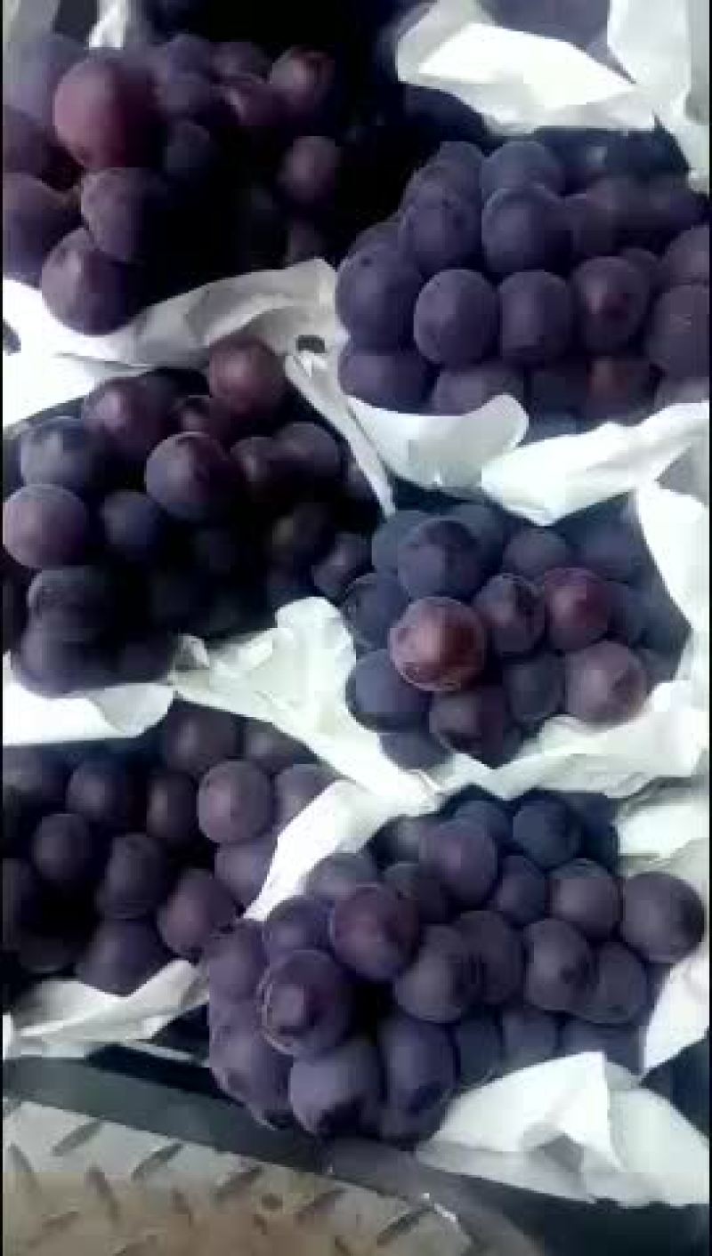 柏乡乒乓球，夏黑，上市啦