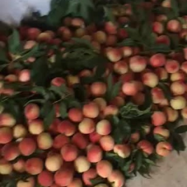 新鲜水蜜桃大量上市量大从优