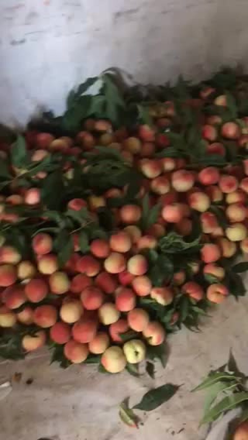 新鲜水蜜桃大量上市量大从优