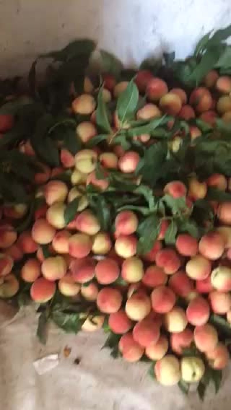新鲜水蜜桃大量上市量大从优