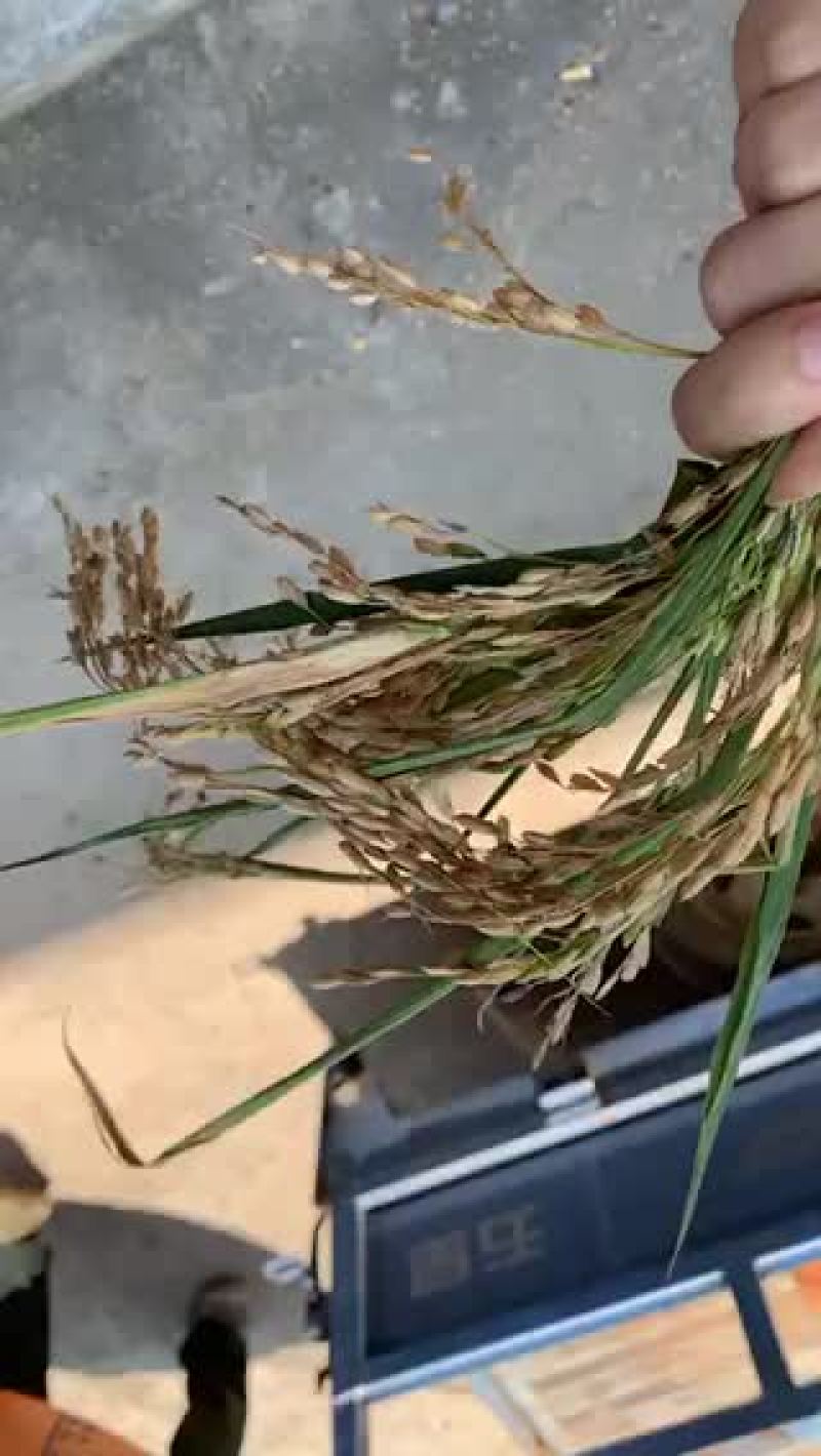 稻谷