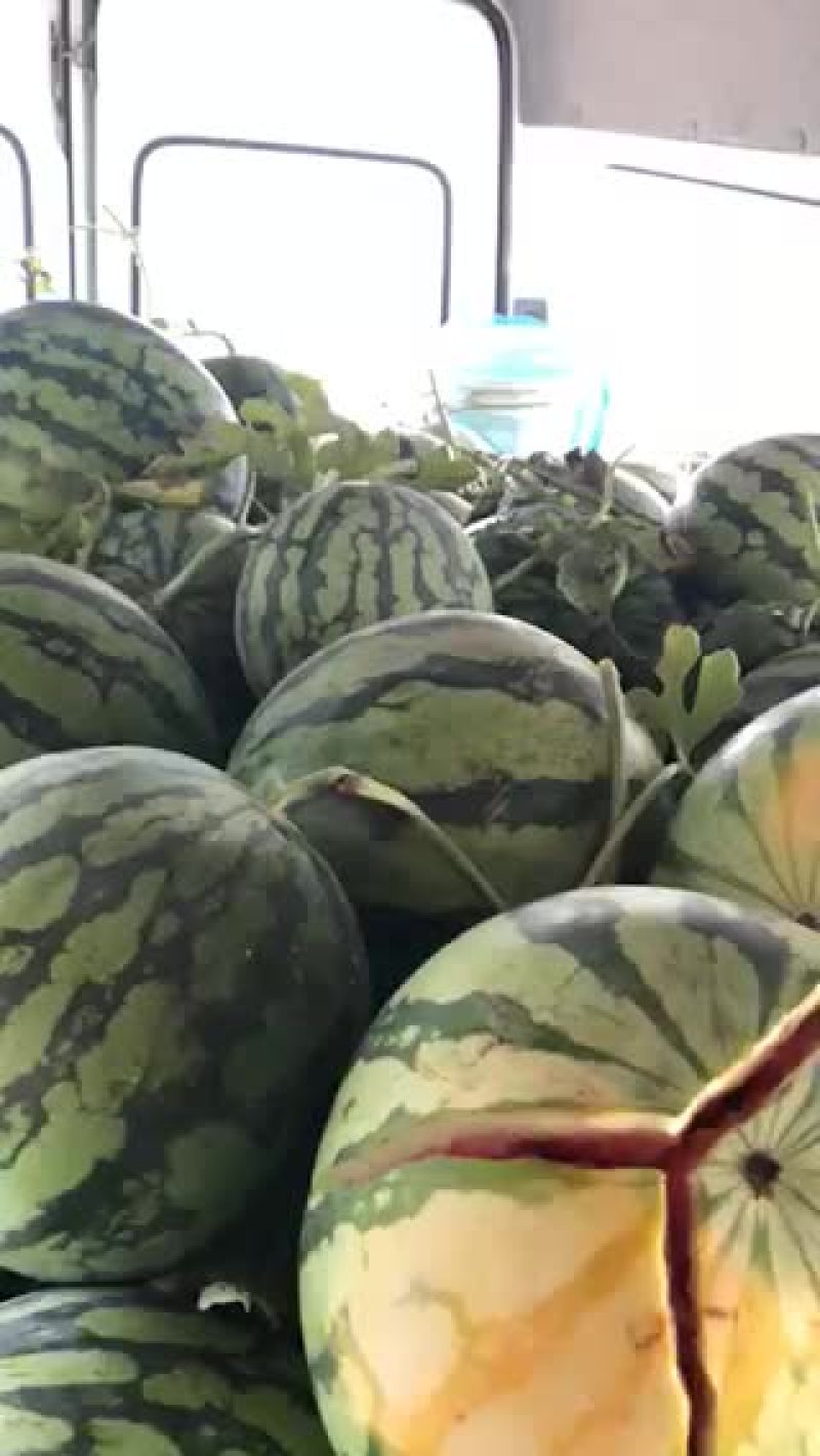 美都西瓜