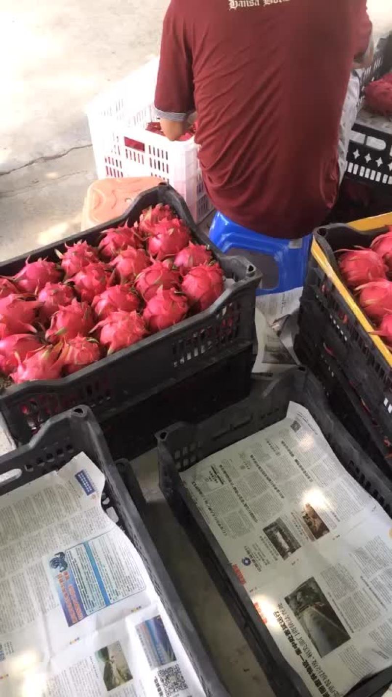 红心火龙果