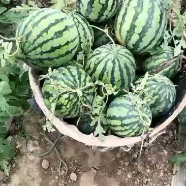 西瓜