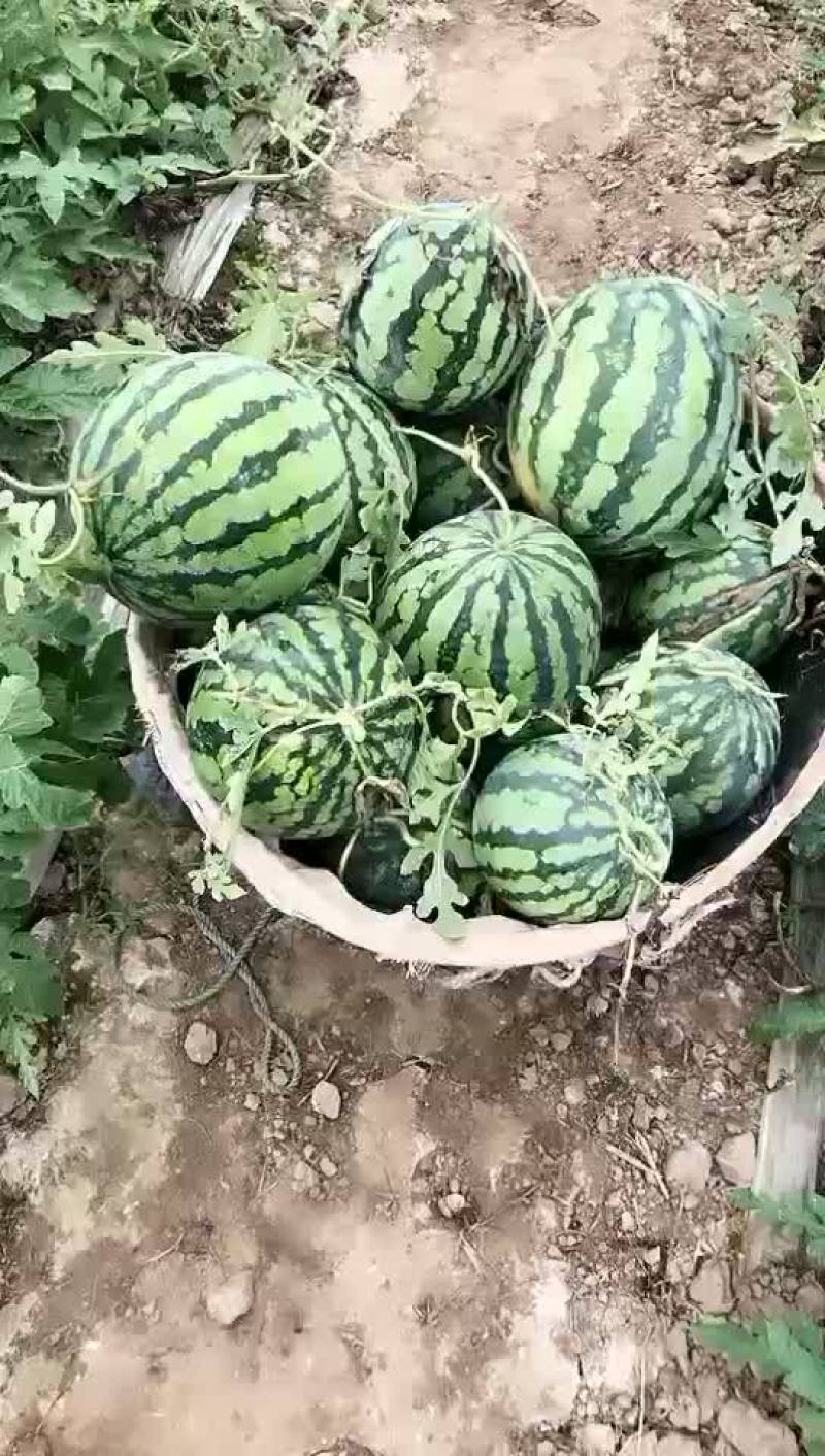 西瓜