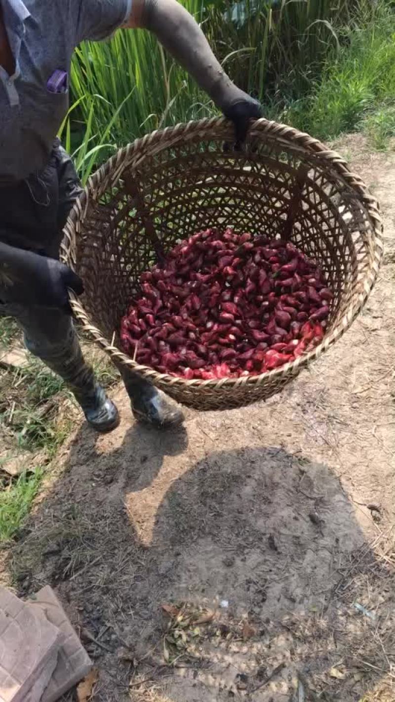 菱角（颜色好，量大提前预定）莲蓬已上市（真宗水果莲