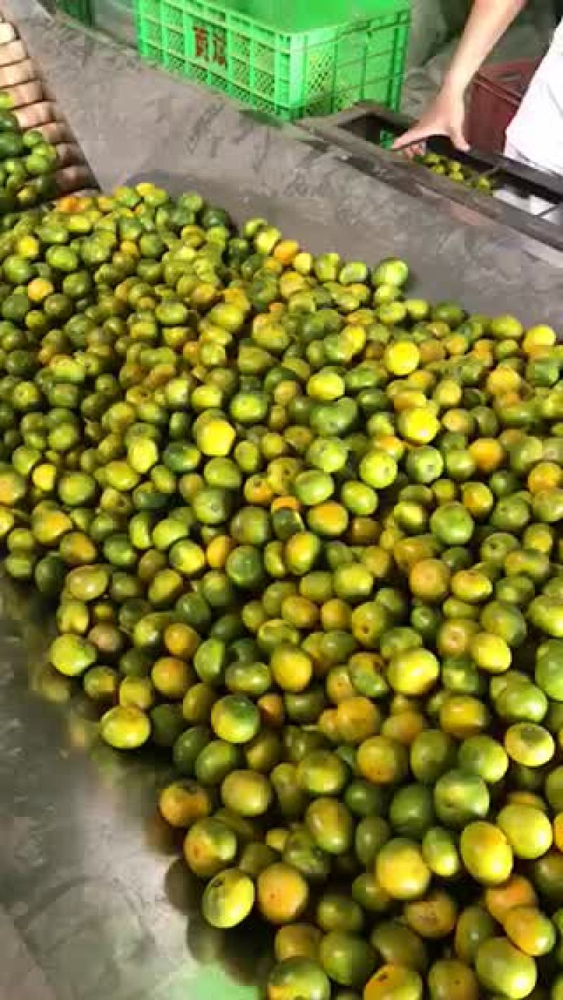云南蜜橘