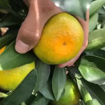 云南蜜橘