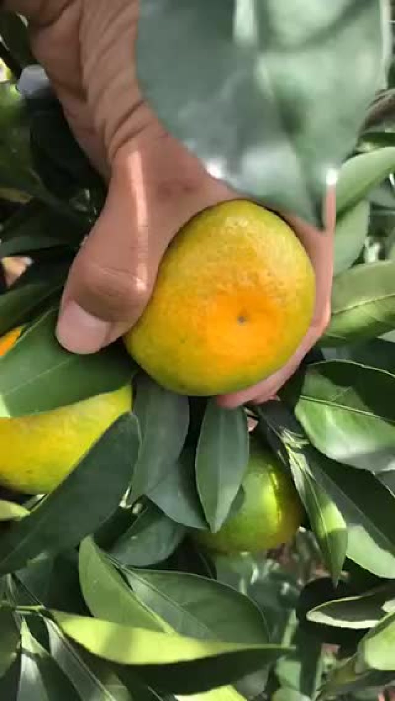 云南蜜橘