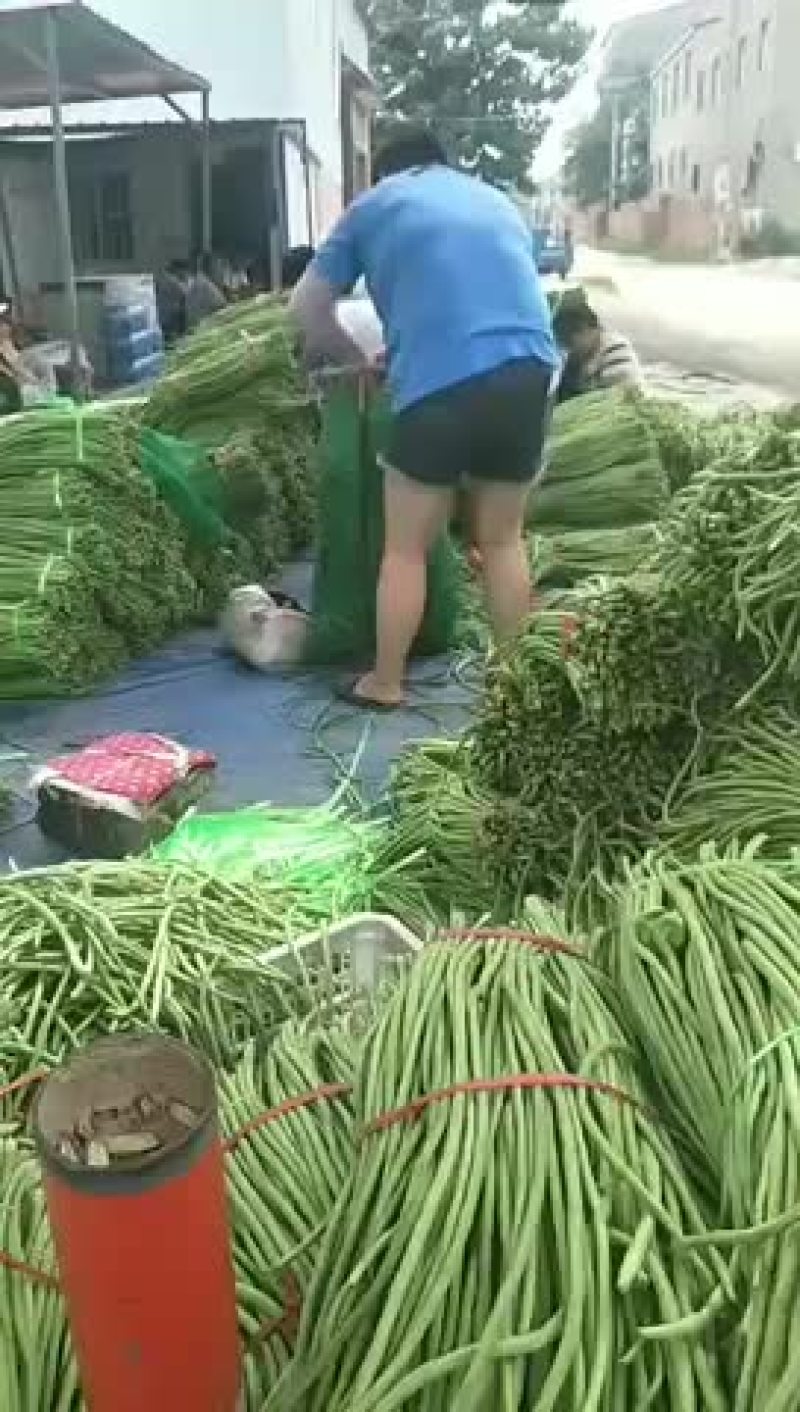长豆角，品质好，货源充足，全国代发，需要的联系