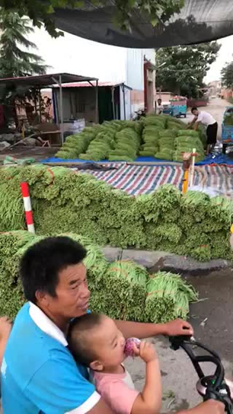 长豆角，品质好，货源充足，全国代发，需要的联系